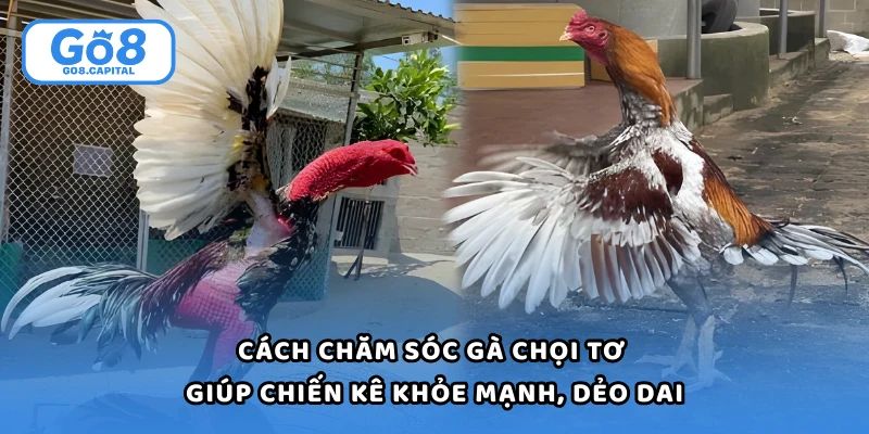 Cách Chăm Sóc Gà Chọi Tơ Giúp Chiến Kê Khỏe Mạnh, Dẻo Dai